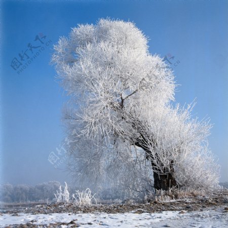 冬天雪景摄影