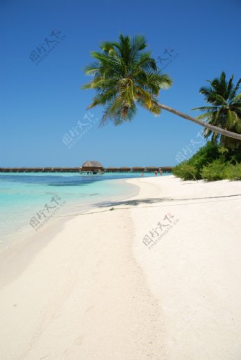 棕榈树在海滩天堂
