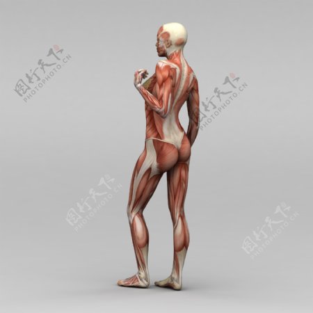 女性身体侧部肌肉组织图片