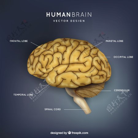 人脑的插图
