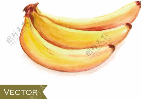 手绘水彩香蕉矢量素材下载