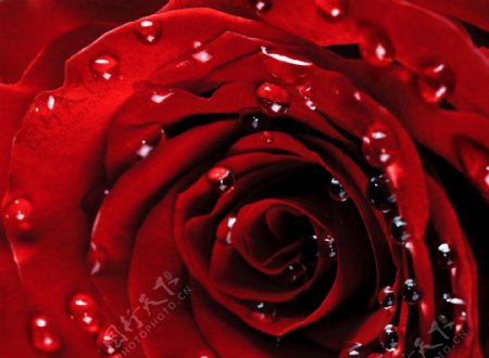 红色露珠玫瑰花图片