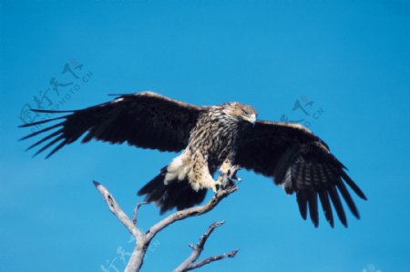 苍鹰图片沙漠展翅飞翔的苍鹰高清图片下载