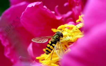 高清蜜蜂采蜜图片