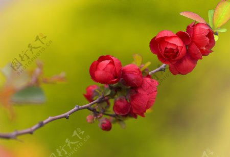 红色的海棠花