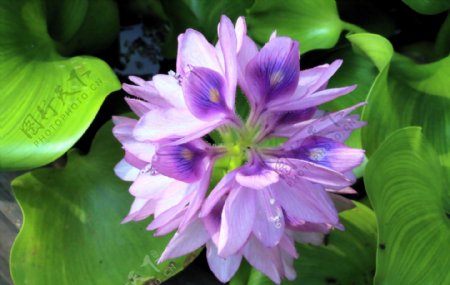 紫色水葫芦