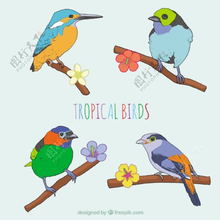 手工绘制的热带鸟类
