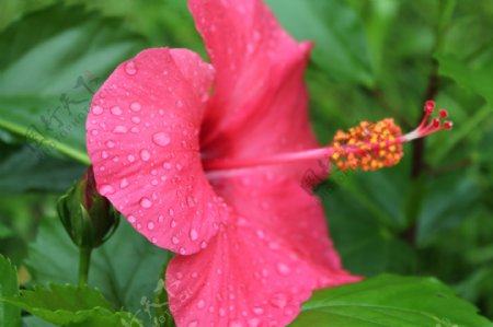 雨后木芙蓉花卉