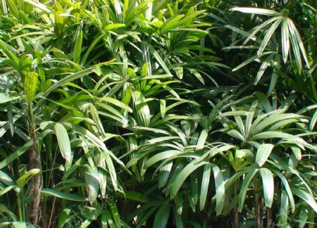 粗棕竹植物