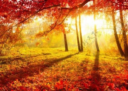 秋季枫树林图片