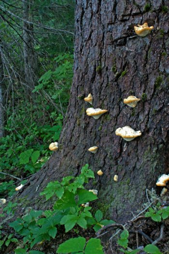 蘑菇长在树上