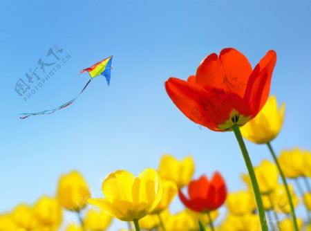 天空中的风筝和鲜花图片