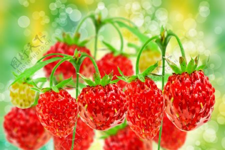 草莓与梦幻光斑