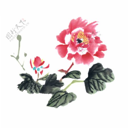 中国画月季花