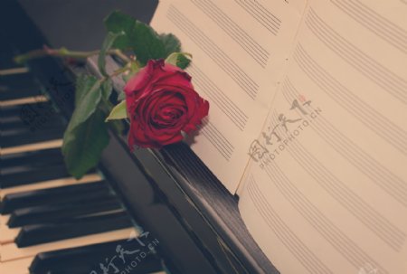 音乐谱和玫瑰花钢琴图片