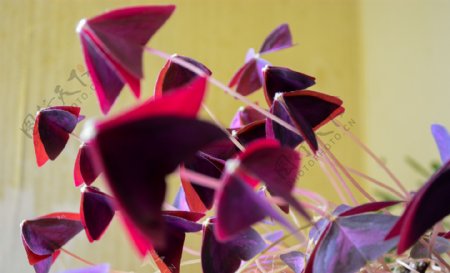 紫色酢浆草图片