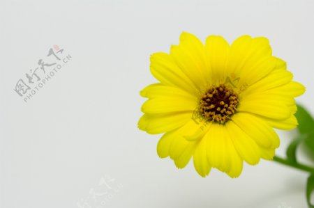 黄色淡雅花朵图片