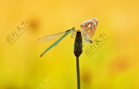 漂亮的蝴蝶蜻蜓图片