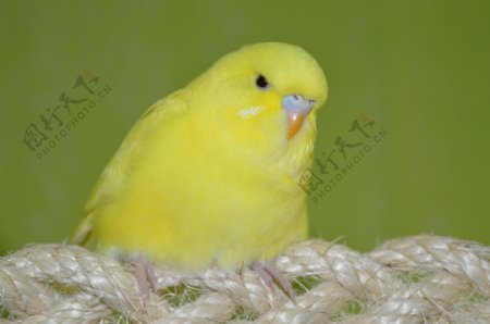可爱黄色小鸟图片