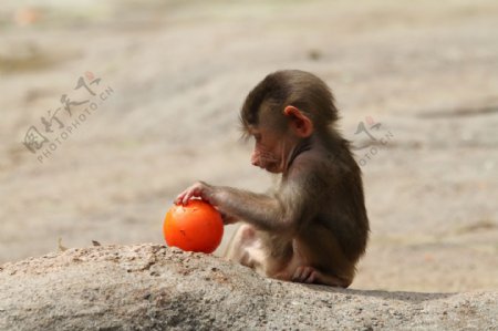 小狒狒玩球图片