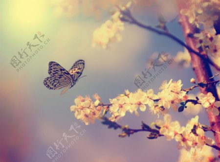 美丽的梨花蝴蝶