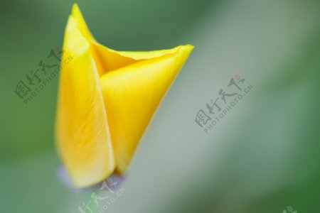 黄色花瓣摄影