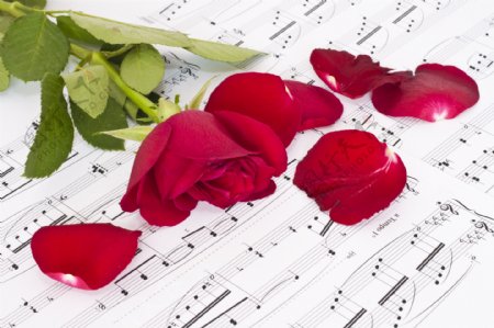 玫瑰花与乐谱