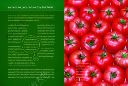 水果蔬菜画册PSD设计模板
