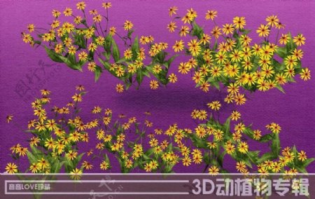高清3D菊花