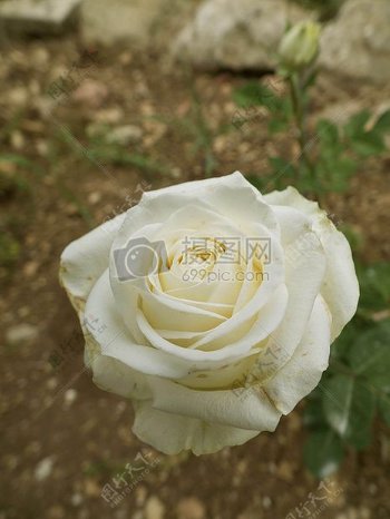 美丽的洁白玫瑰花