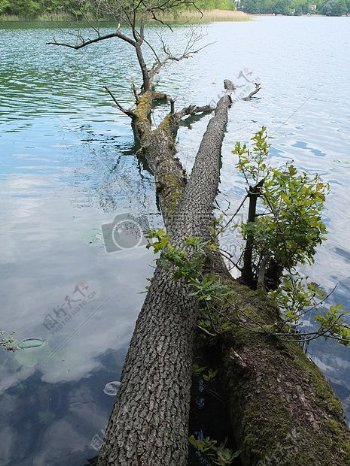 水面上的树干