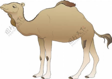 骆驼手绘图片