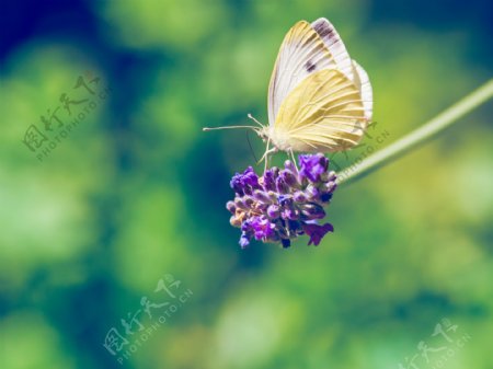 花草上的蝴蝶图片