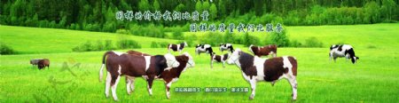 肉牛淘宝促销海报