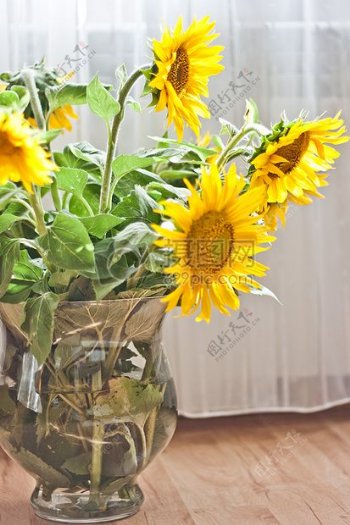 花瓶中的向日葵