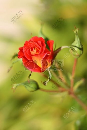 盛开的美丽玫瑰花