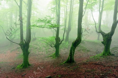 迷雾中的小树林