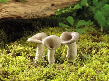 长在草地里的三个蘑菇图片