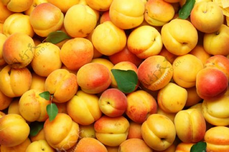 新鲜杏子摄影图片