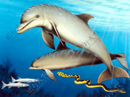 海豚手绘动物画03海