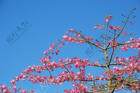 粉红色的锦带树天空背景
