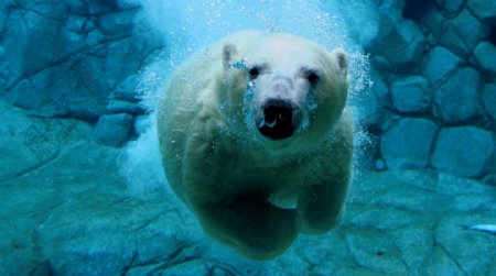 水底的北极熊