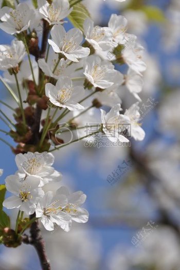 美丽的白色樱花