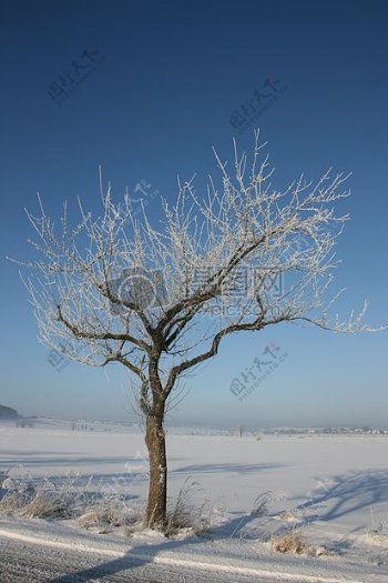 雪地里的一颗树木