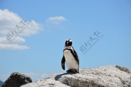 非洲企鹅高清图片