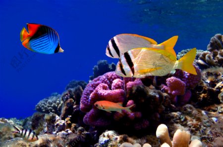 海底生物世界摄影图片