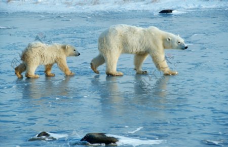 在冰上行走的北极熊