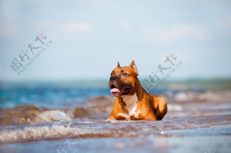 坐在水里的哈巴狗