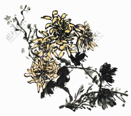 菊花中国画