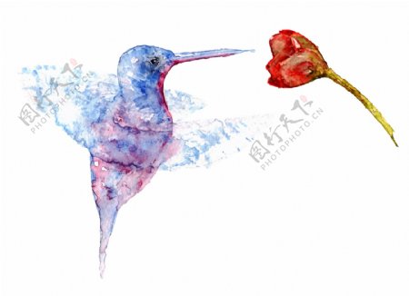 水彩绘小鸟和花朵插画